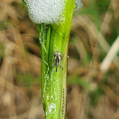 Anthonomus elongatus