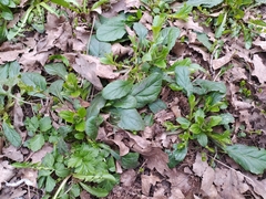 Ajuga reptans