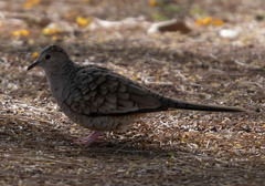 Columbina inca