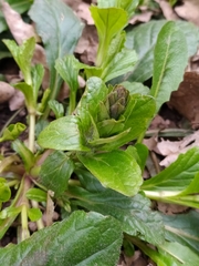 Ajuga reptans