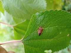 Podisus ventralis
