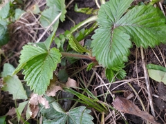 Fragaria vesca