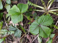 Fragaria vesca