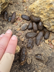 Hystrix africaeaustralis