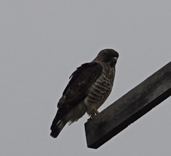 Buteo platypterus