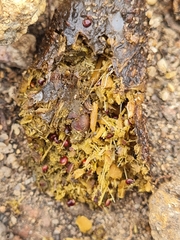 Hystrix africaeaustralis