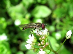 Platycheirus scutatus