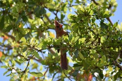 Cardinalis cardinalis