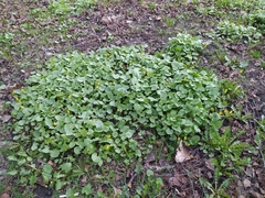 Ficaria verna