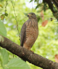 Rupornis magnirostris