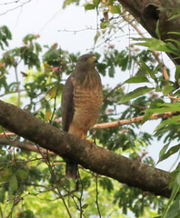 Rupornis magnirostris