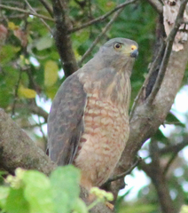 Rupornis magnirostris