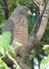 Rupornis magnirostris