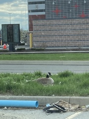 Branta canadensis
