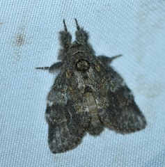 Peridea angulosa