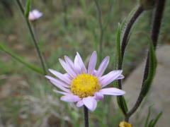 Afroaster serrulatus
