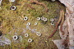 Mycocalia