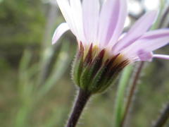 Afroaster serrulatus