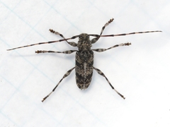 Graphisurus despectus