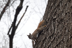 Tamiasciurus hudsonicus