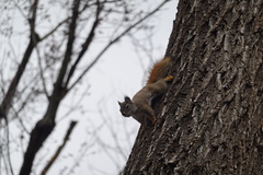 Tamiasciurus hudsonicus