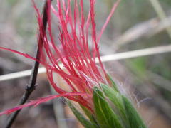 Acalypha depressinerva