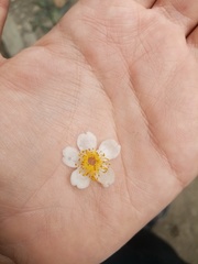 Saurauia cuatrecasana