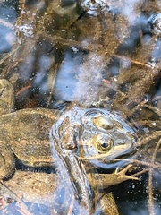 Lithobates virgatipes