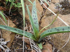 Ledebouria asperifolia