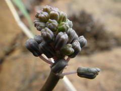 Ledebouria asperifolia