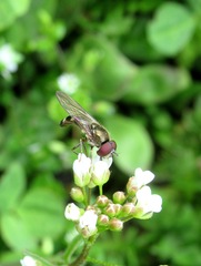 Platycheirus scutatus