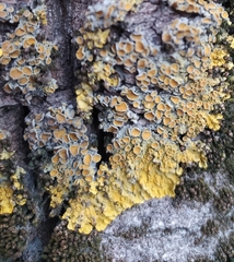 Xanthoria parietina