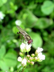 Platycheirus scutatus