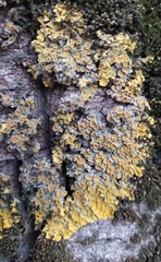 Xanthoria parietina