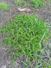 Achillea millefolium