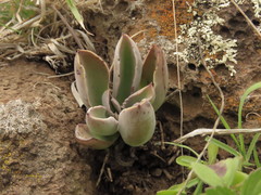 Thompsonella minutiflora