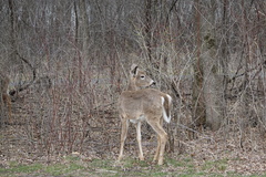 Odocoileus virginianus