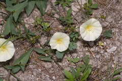 Convolvulus scammonia
