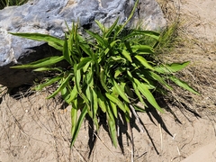 Solidago sempervirens