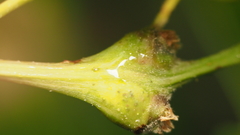 Zapatella quercusphellos