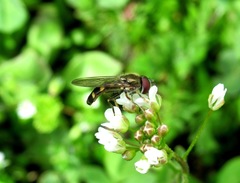 Platycheirus scutatus
