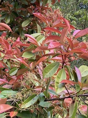 Elaeocarpus decipiens