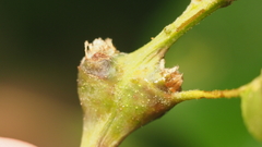 Zapatella quercusphellos