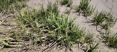 Sporobolus alterniflorus