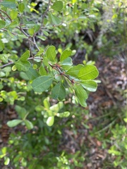 Pseudoziziphus celata