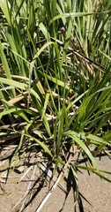 Sporobolus alterniflorus