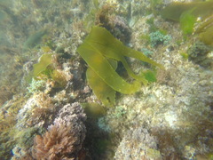 Laminaria ochroleuca