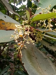 Saurauia cuatrecasana