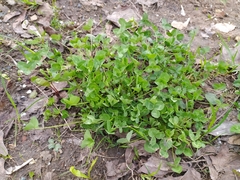 Trifolium repens