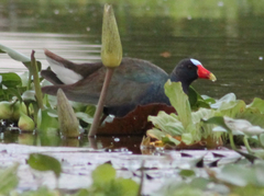 Porphyrio martinica